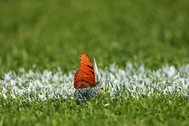 C羅14球制霸聯(lián)賽！傳奇射手依舊無人能擋