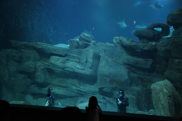 跳高運動員等級標準詳解：從入門到專業(yè)