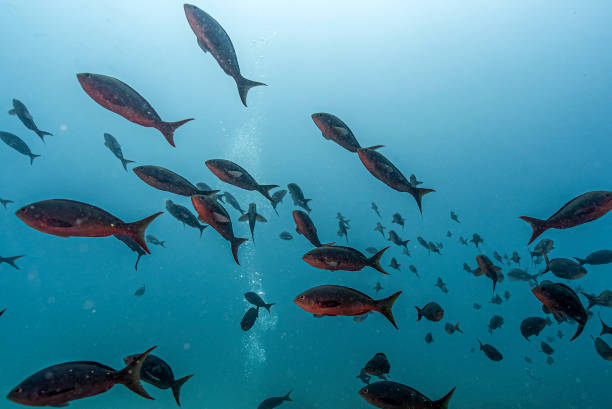 加勒比海的速度奇跡：博爾特與牙買(mǎi)加田徑文化