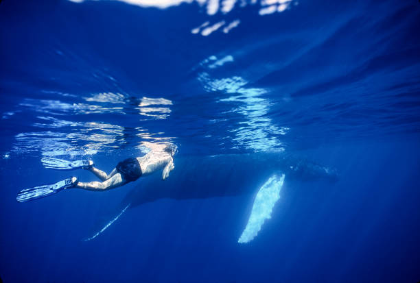 成都游泳教練月收入指南：如何提高自己的薪資水平？